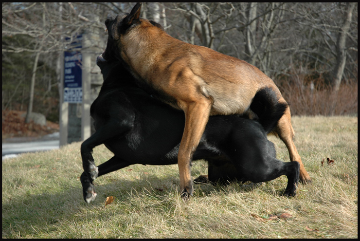 halifax NS dog aggression